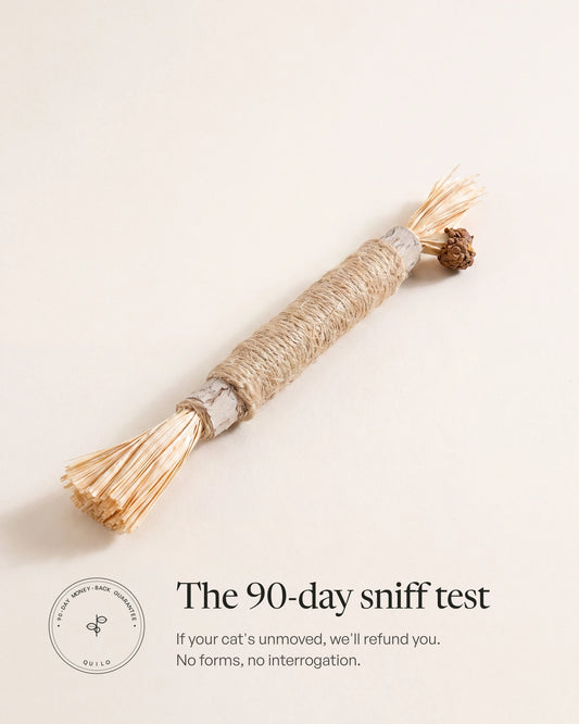 Quilo silvervine chew stick for cats with the 90-day money-back guarantee — natural wood, sisal wrap, raffia tassels, gall fruit